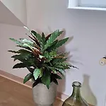 לינה וארוחת בוקר Groennebaek *